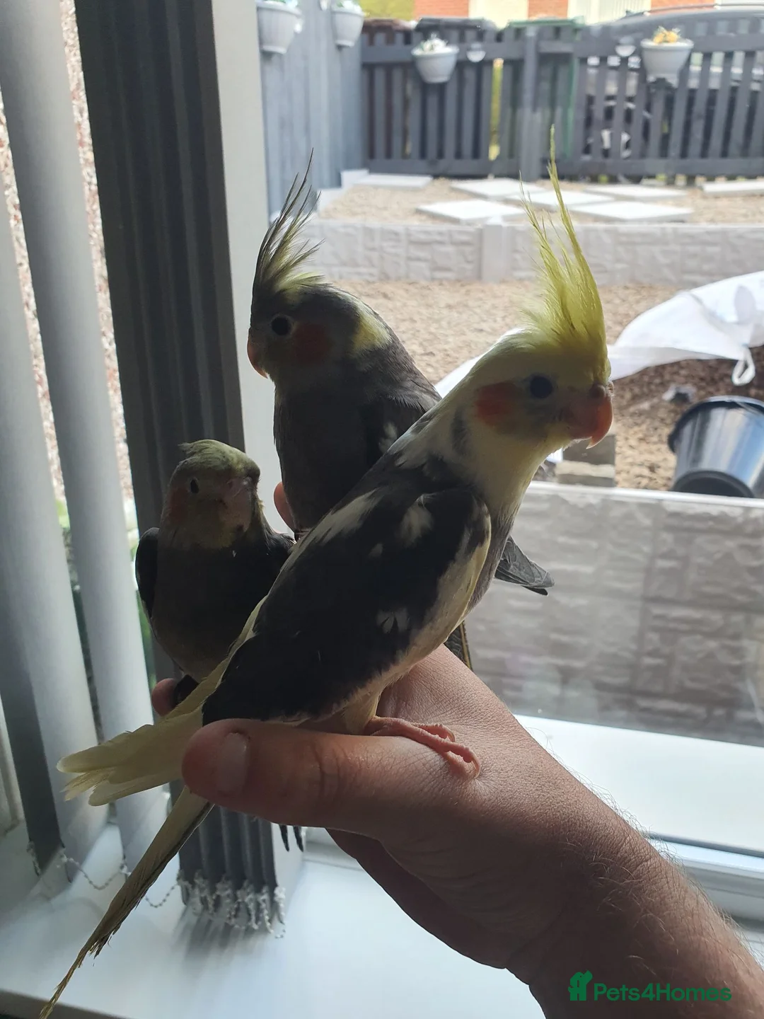Cockatiels birds for sale: 3 beautiful baby hand reared cockateils. in Leeds - Advert 1
