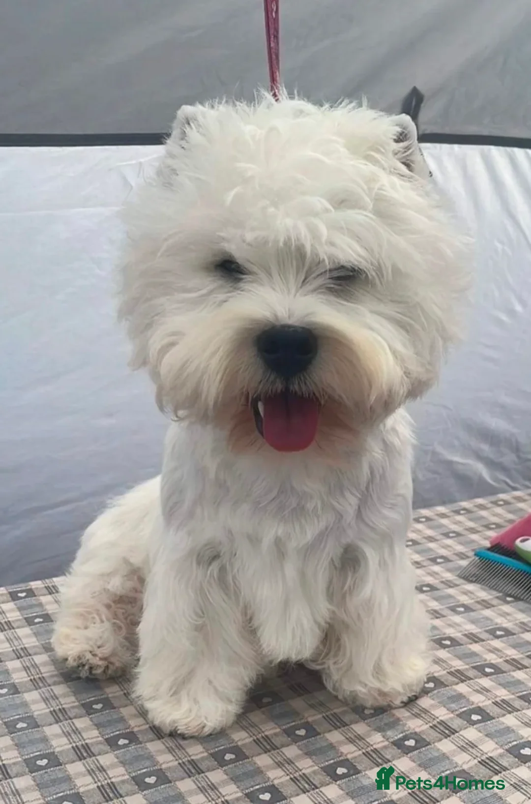 West Highland Terrier dogs for sale: KC West Highland Terriers 🧬 Health tested Parents - Advert 6