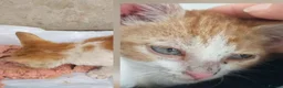 Mixed Breed cats for adoption: Delilah🧡Petite and sweet 🧡 - Advert 5