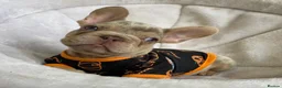 French Bulldog dogs for sale: FRENCH BULLDOGS, MERLE, ROJO, ISABELLA NEWSHADE. - Advert 10