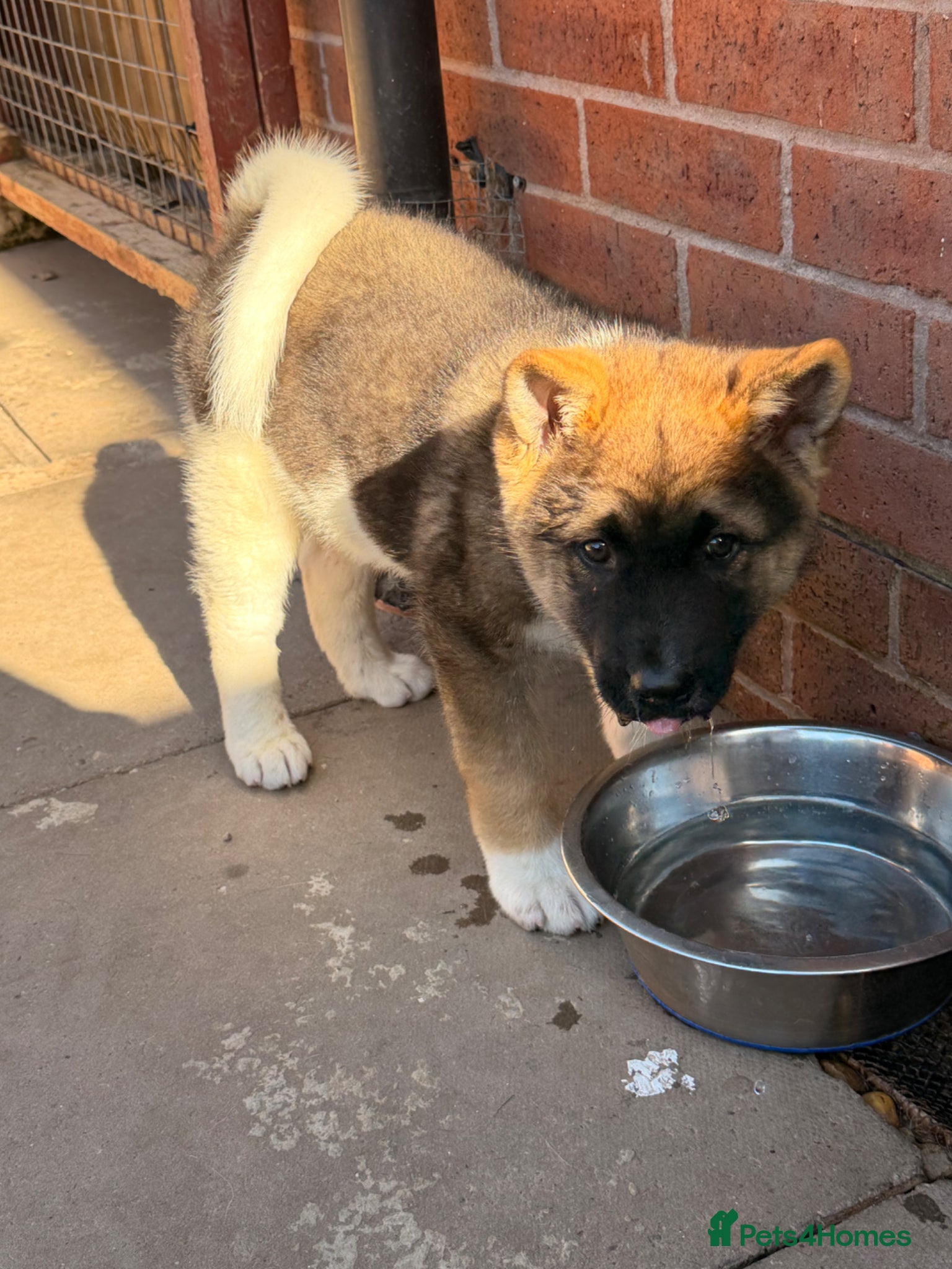 Akita dogs for sale: American Akita  - Advert 7