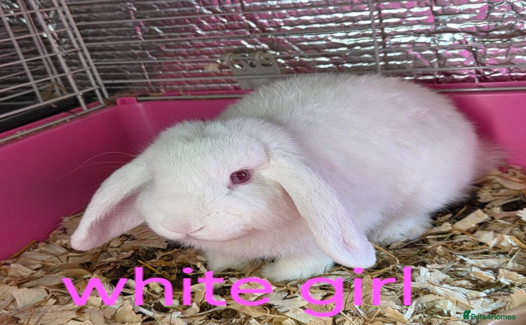 Mini Lop rabbits - Advert 6