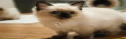 Ragdoll cats for sale: Purebred Ragdoll Kittens, Ready to Go - Advert 27