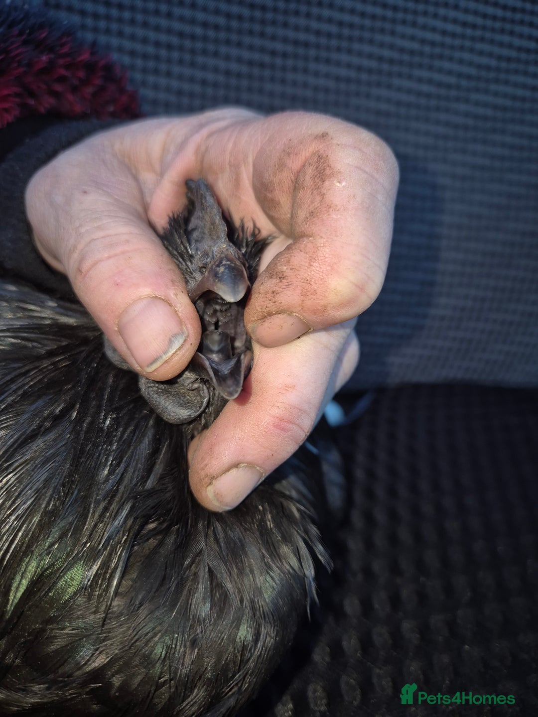 Chickens poultry for sale: Ayam cemani - Advert 2