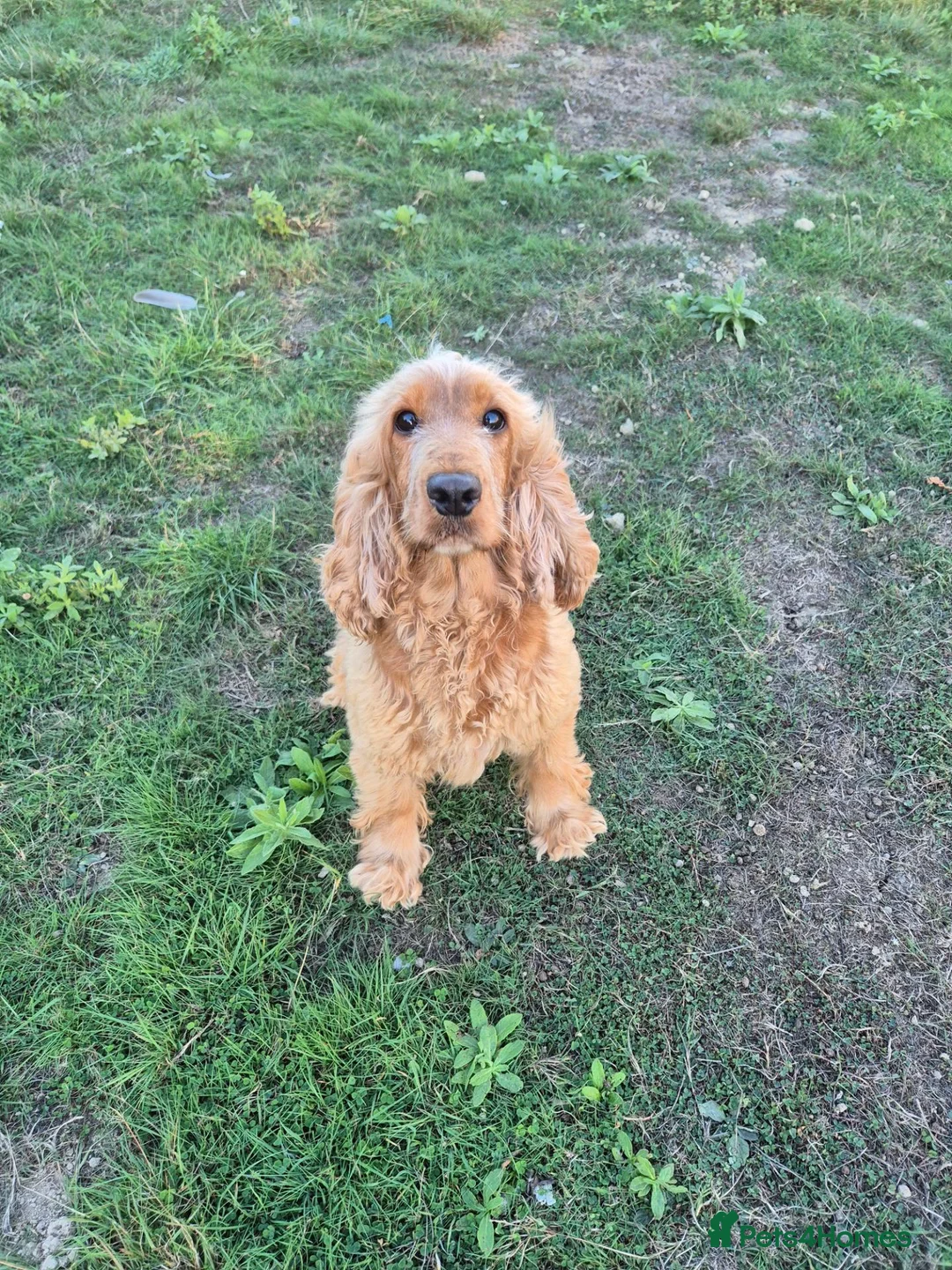 Cocker Spaniel dogs for sale: Cocker Spaniel Female - Advert 1