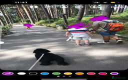 Toy Poodle dogs for sale: 1yo Toy Poodle for rehoming - Image 2