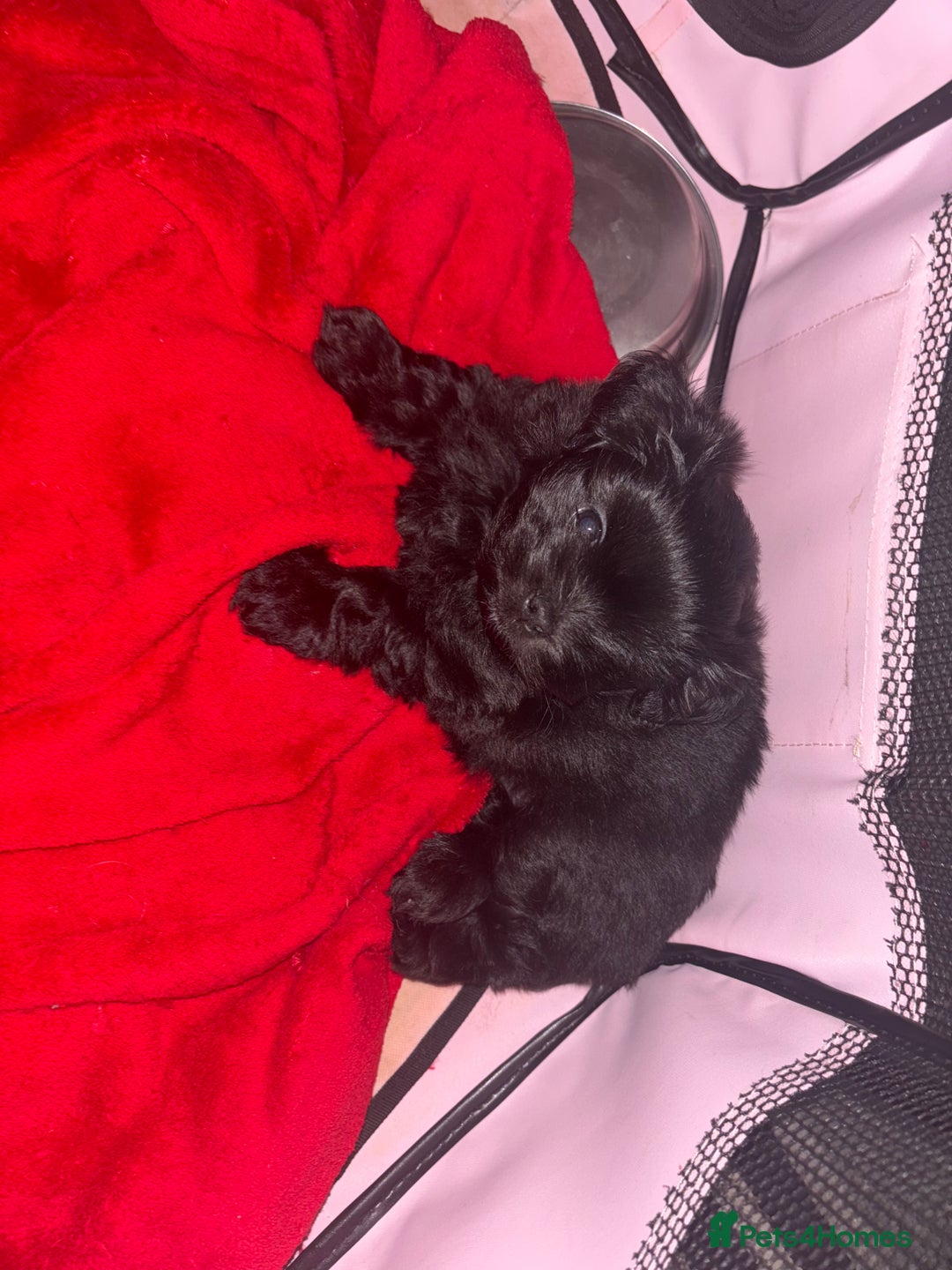 Shih Tzu dogs for sale: Bear 🐻  - Image 22