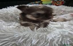 Chihuahua dogs for sale: Stunning KC registered long coat chihuahuas boys - Image 11