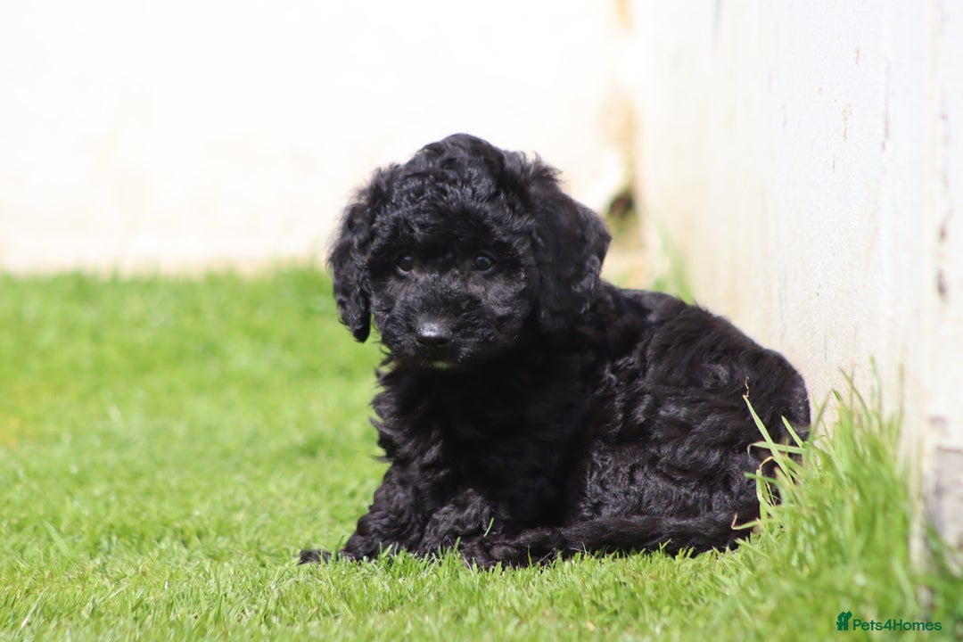 Cavapoochon dogs for sale: Beautiful Cavapoochon puppies for sale - Image 11
