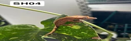 Gecko reptiles for sale: Baby Crested Geckos For Sale 🦎 - Advert 3