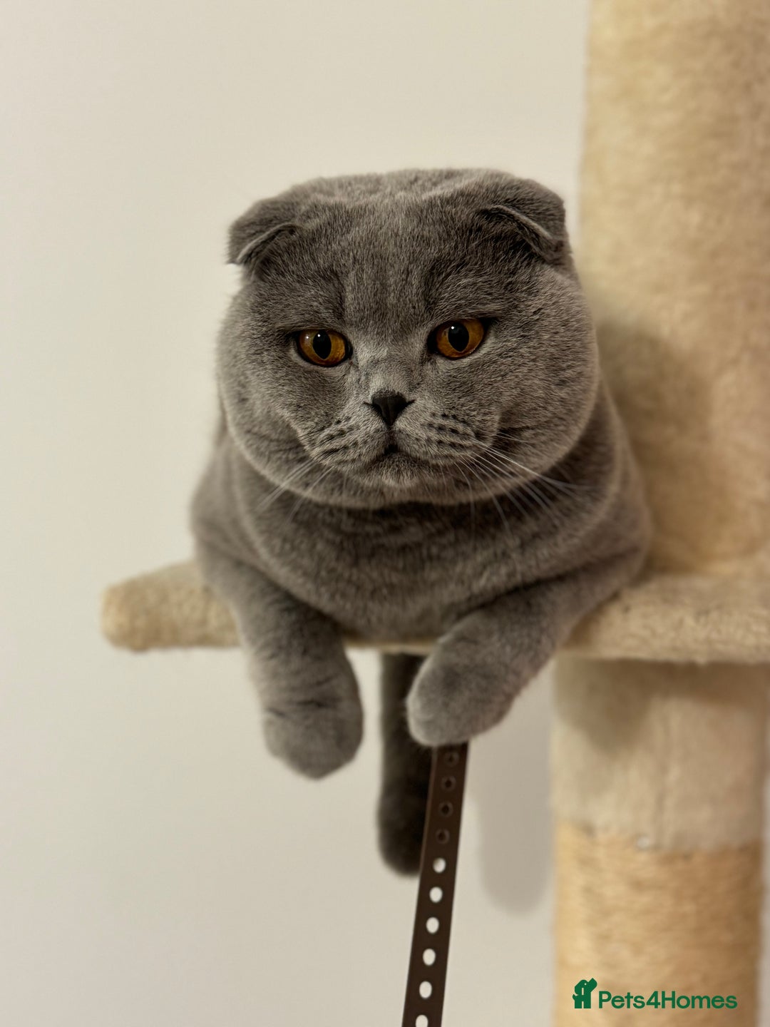 Scottish Fold cats for stud: Up for stud  - Advert 6