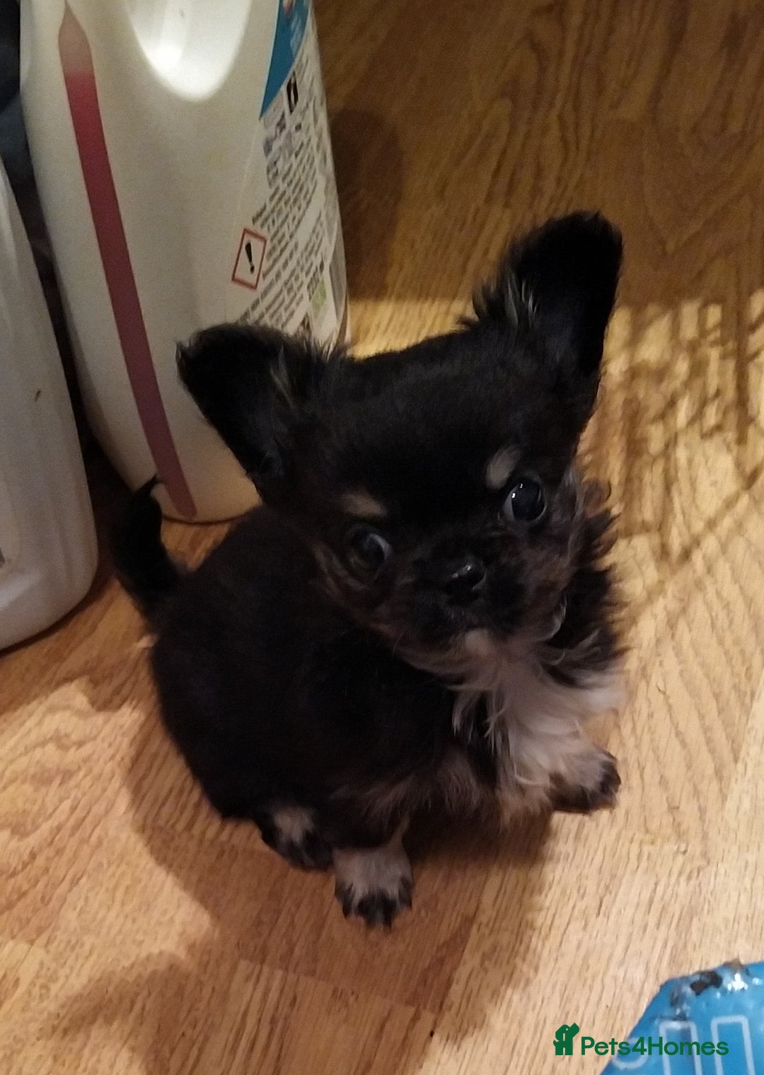 Chihuahua dogs for sale: KC Registered Long Haired Chihuahua puppy boy - Image 3