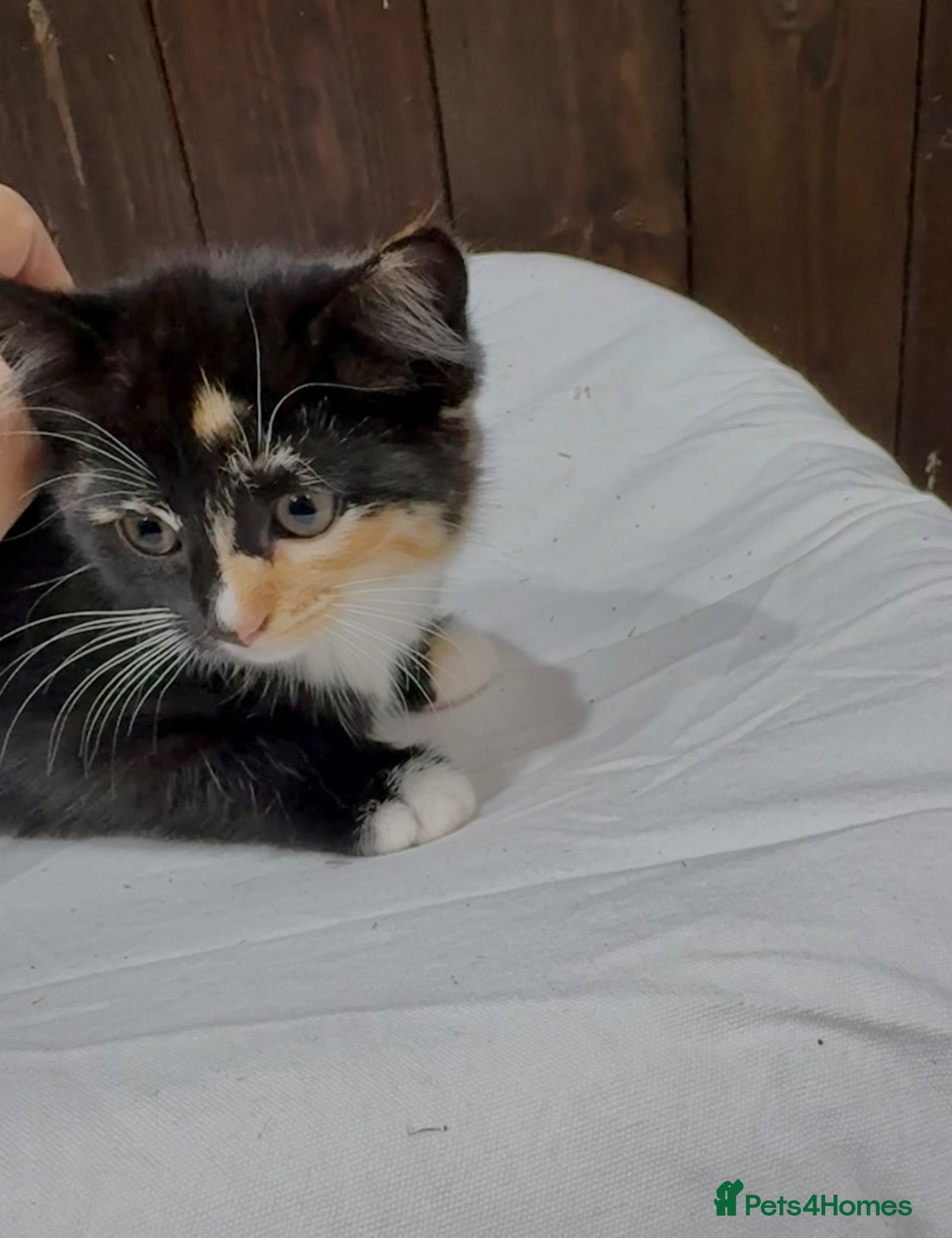 Mixed Breed cats for sale: BEAUTIFUL PART SIBERIAN TIGER STRIPED BABIES  - Advert 9
