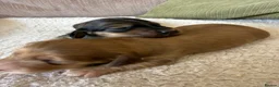 Miniature Dachshund dogs for sale: Stunning long hair  KC,PRA & BVA eye clear parents - Advert 22