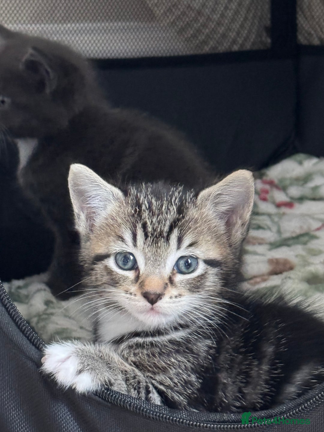 Mixed Breed cats for sale: Adorable Kittens Looking for Loving Homes 🐾 - Advert 4