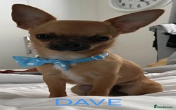 Chihuahua dogs for sale: KC Registered Apple Head Chihuahuas  - Image 8