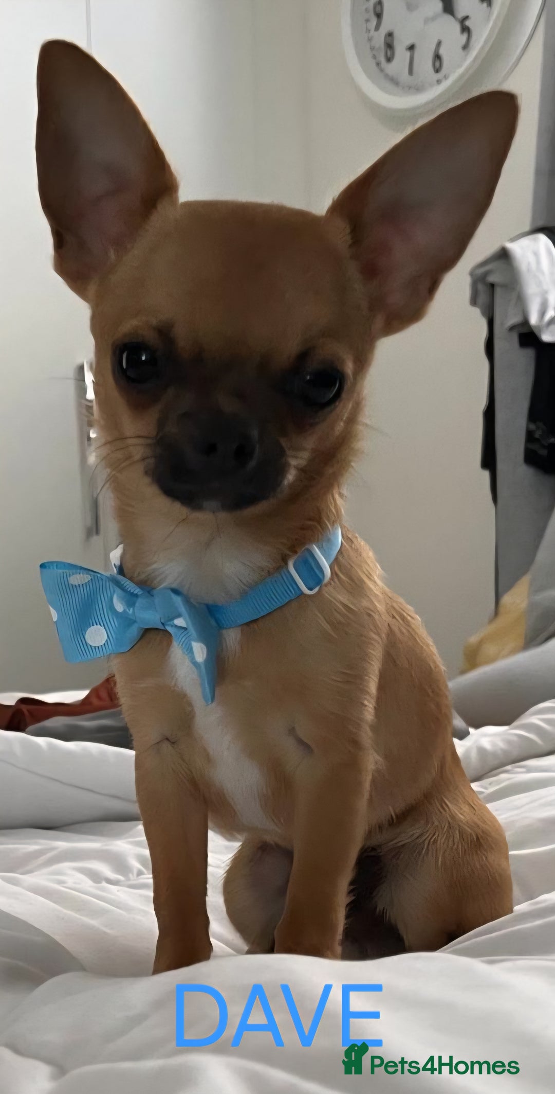 Chihuahua dogs for sale: KC Registered Apple Head Chihuahuas  - Image 8
