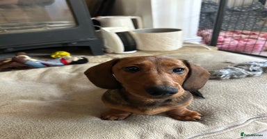 Miniature Dachshund dogs - Advert 1