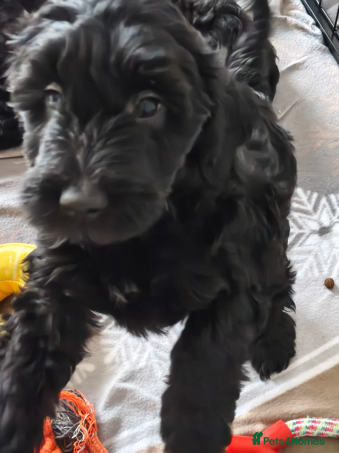 Cockapoo dogs for sale: F1b Cockapoo Puppies Last 3 Available – Ready Now. - Advert 30