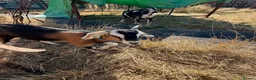 Goats livestock for sale: Toggenburg x Anglo Nubian  in Milford Haven - Advert 5