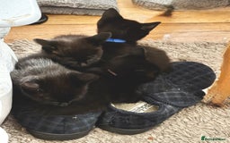 Ragdoll cats for sale: 4x black kitten - Image 2