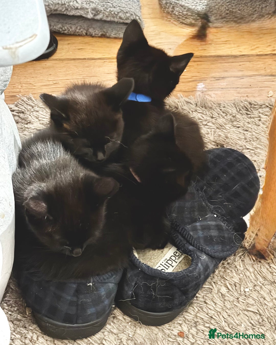 Ragdoll cats for sale: 4x black kitten - Image 2