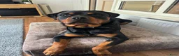 Rottweiler dogs for sale: 2 year old Male Rottweiler - Advert 4