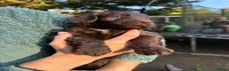 Sproodle dogs for sale: Chocolate Merle Sproodles - Advert 9