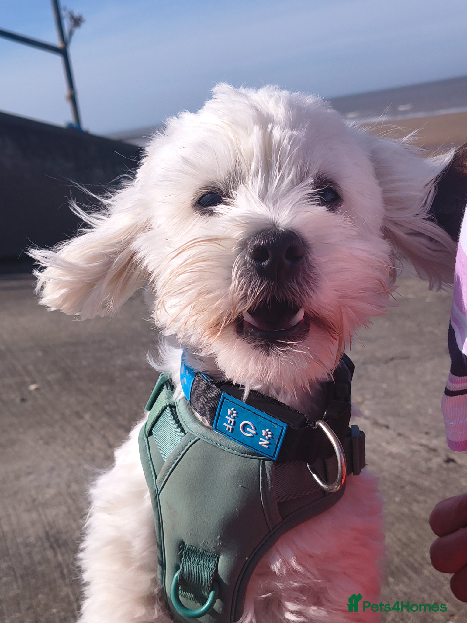 Maltese dogs Maltichon for stud  - Advert 1