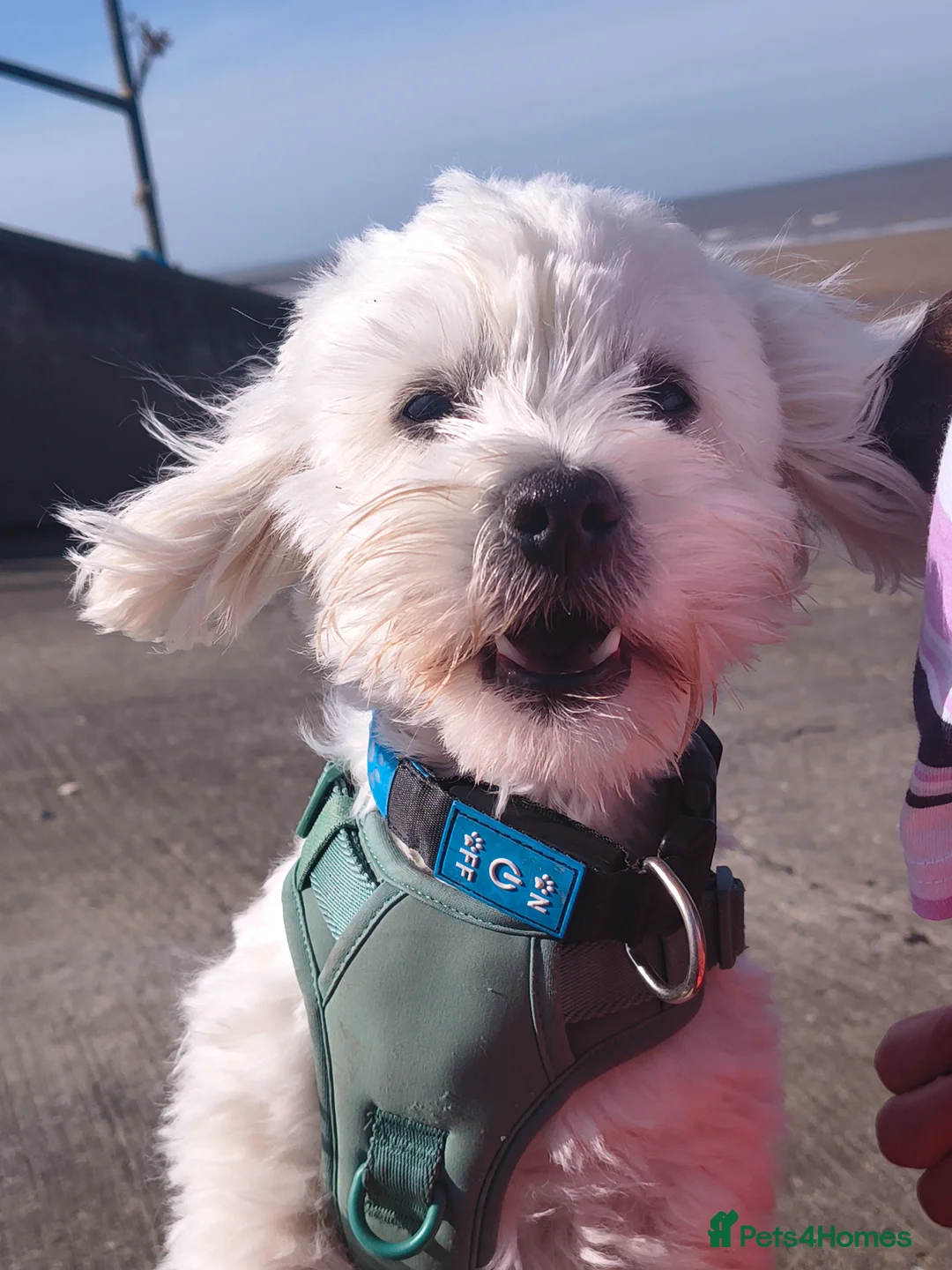 Maltese dogs for stud: Maltichon for stud  in Prestatyn - Advert 1