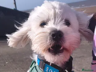 Maltese dogs Maltichon for stud - Advert 1