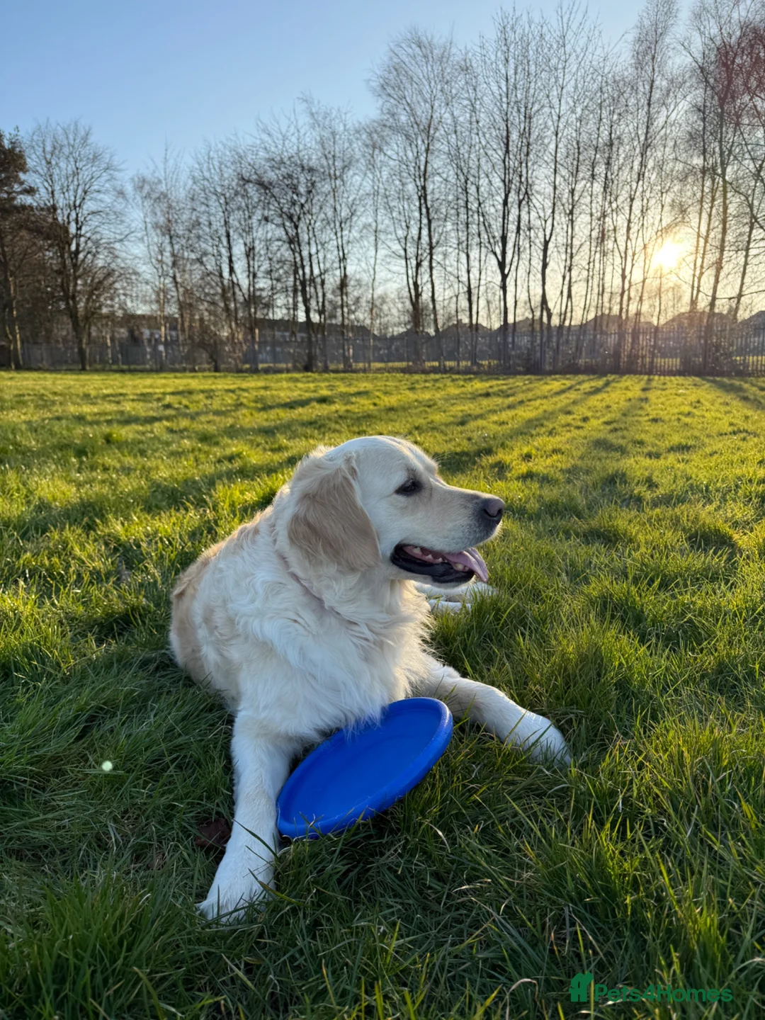 Golden Retriever dogs for sale: Golden Retriever Puppies — Ready from 3rd August - Advert 6