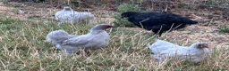 Chickens poultry for sale: French Moran/pekin bantam  - Advert 11