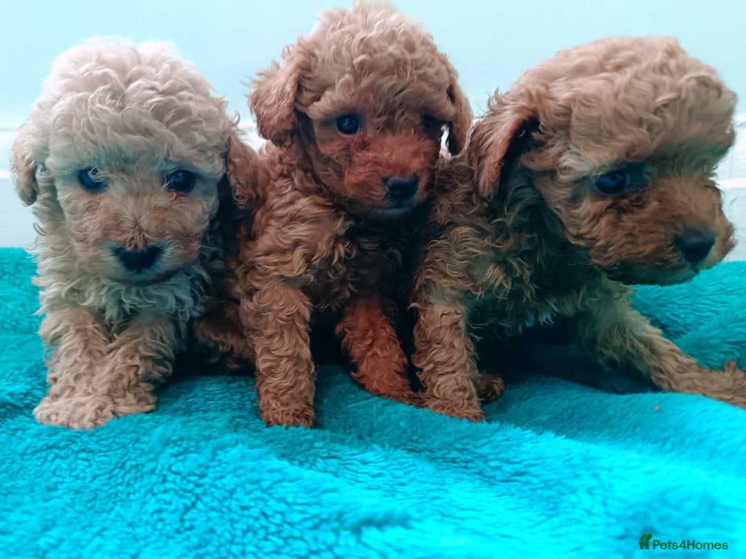 Toy Poodle dogs for sale: toy poodles from k.c.registered DNA tested parents - Image 5