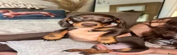 Miniature Dachshund dogs for sale: Miniature kc registered pups ready 7th oct - Advert 16