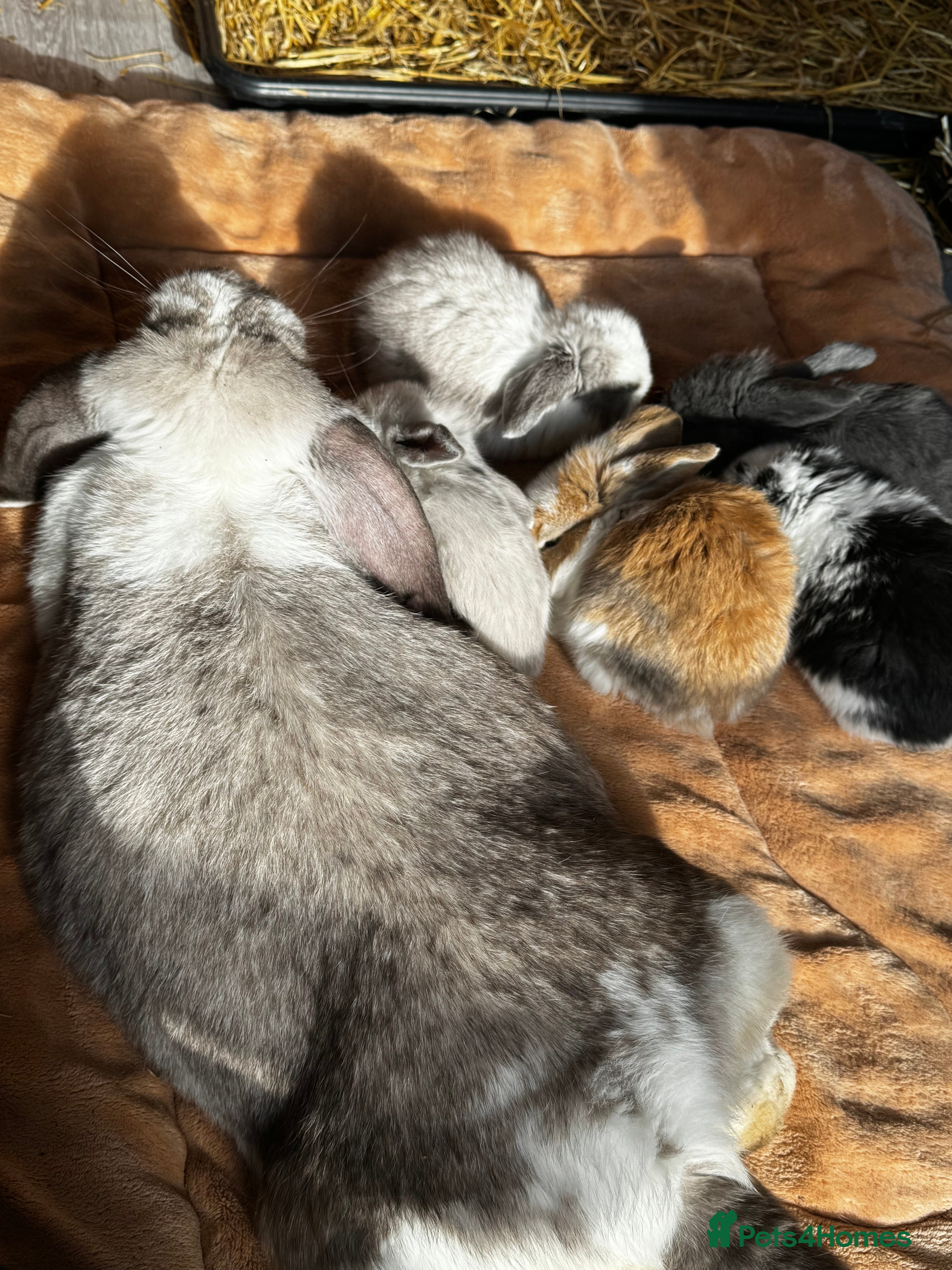French Lop rabbits 🩷Pure bred French lop kits🩵 - Advert 1