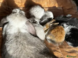 French Lop rabbits 🩷Pure bred French lop kits🩵 - Advert 1