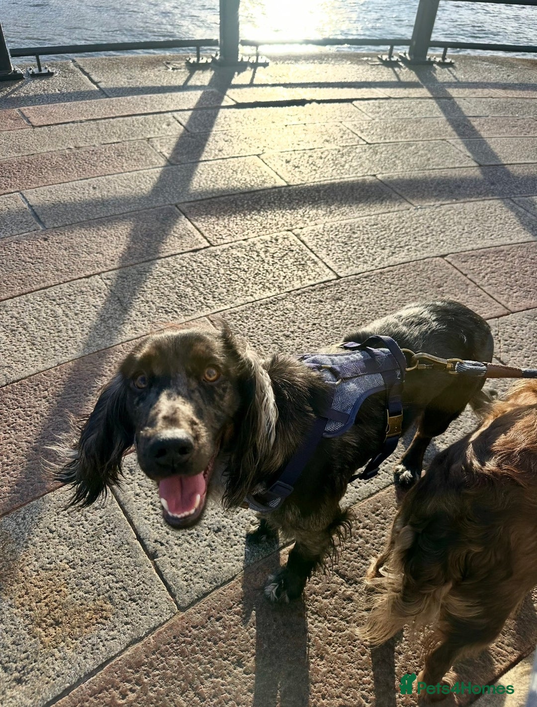 Cocker Spaniel dogs for sale: Beautiful Merle cocker spaniel - Advert 5