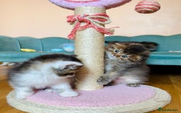 Scottish Fold cats for sale: Scottish Fold Pedigree Kittens in Romford - Image 16