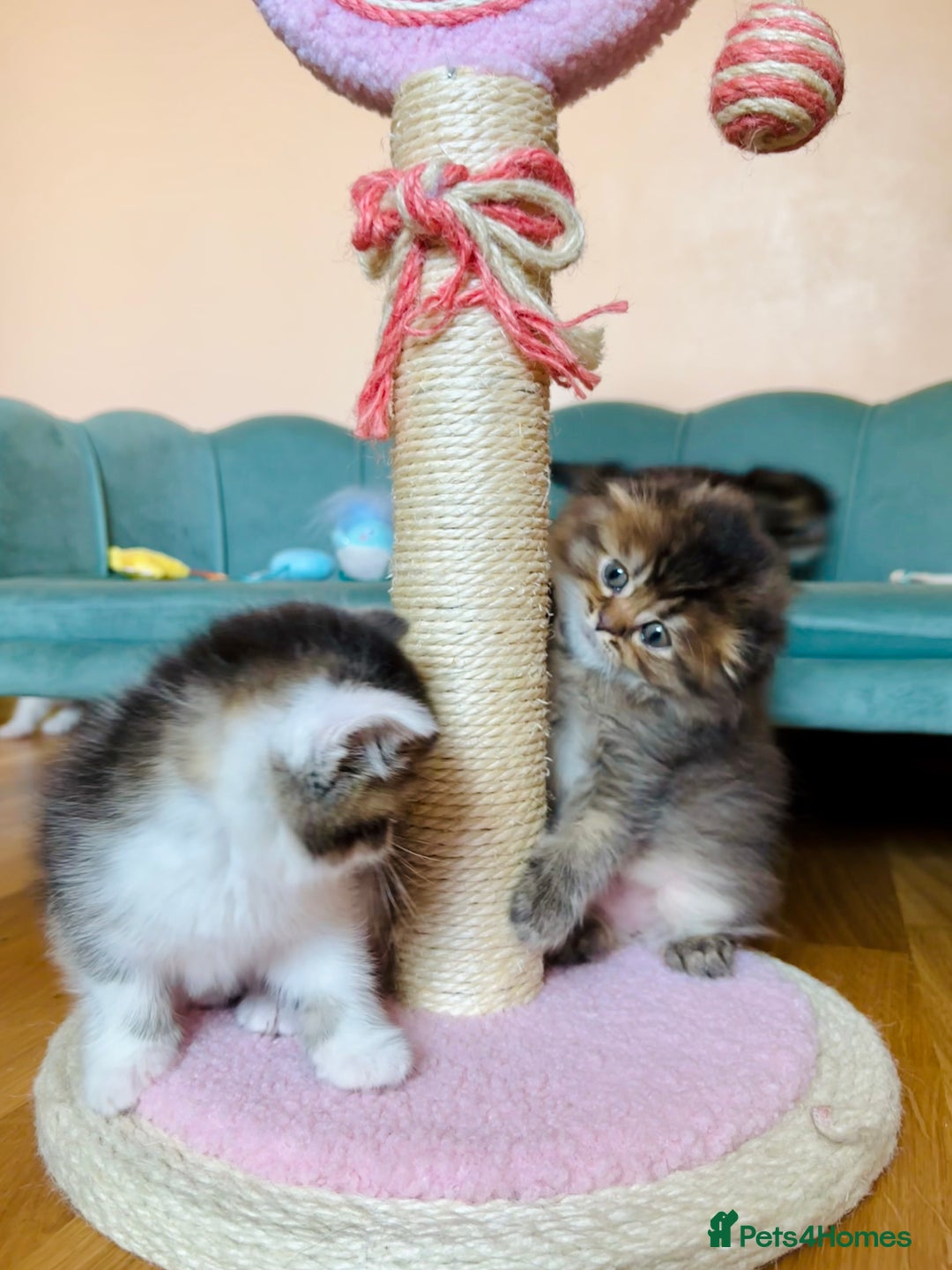 Scottish Fold cats for sale: Scottish Fold Pedigree Kittens in Romford - Image 16