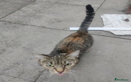 Burmilla cats for sale: Kittens seeking loving home. Free collection - Image 3