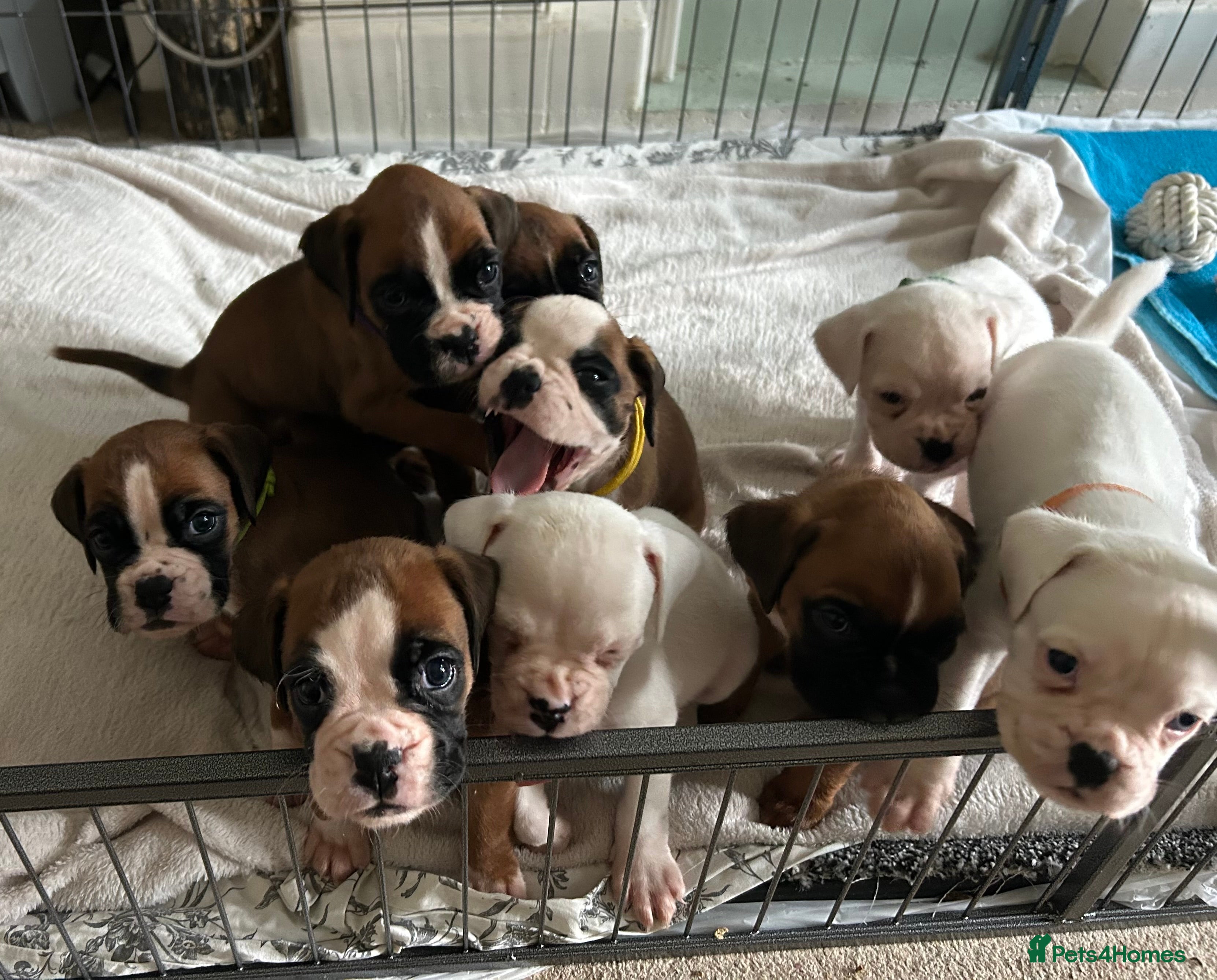 Boxer dogs Adorable BOXER puppies - Advert 9