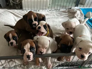 Boxer dogs Adorable BOXER puppies - Advert 9
