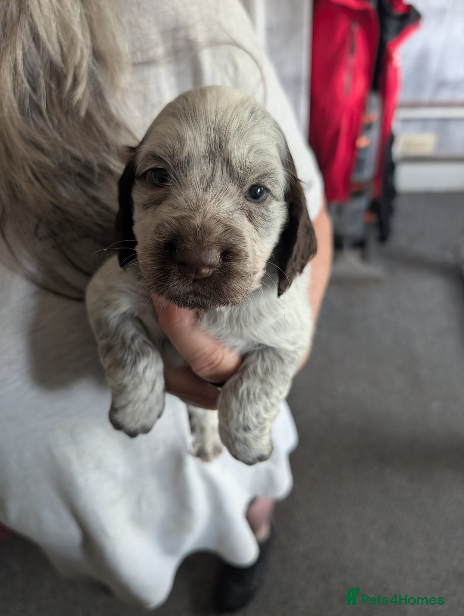 Cocker Spaniel dogs for sale: Beautiful cocker spaniel puppies  - Advert 21