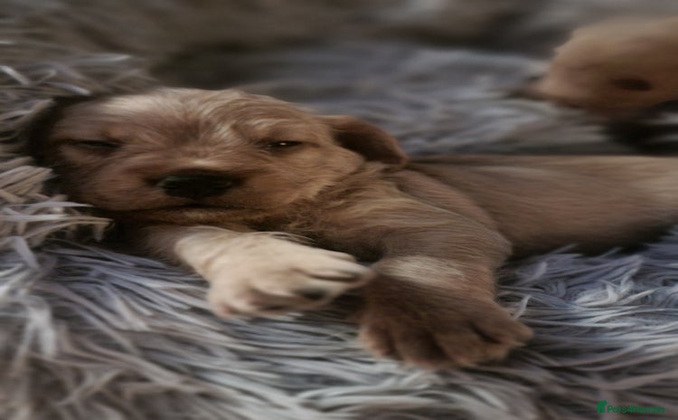 Mixed Breed dogs - Advert 10