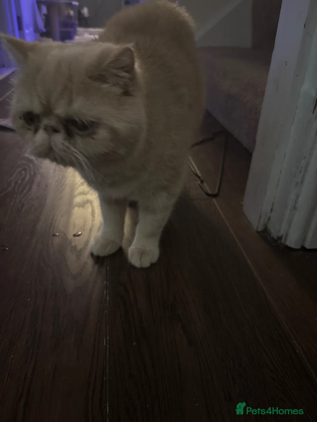 Exotic cats for sale: Exotic short haired Cream & Red - Advert 2