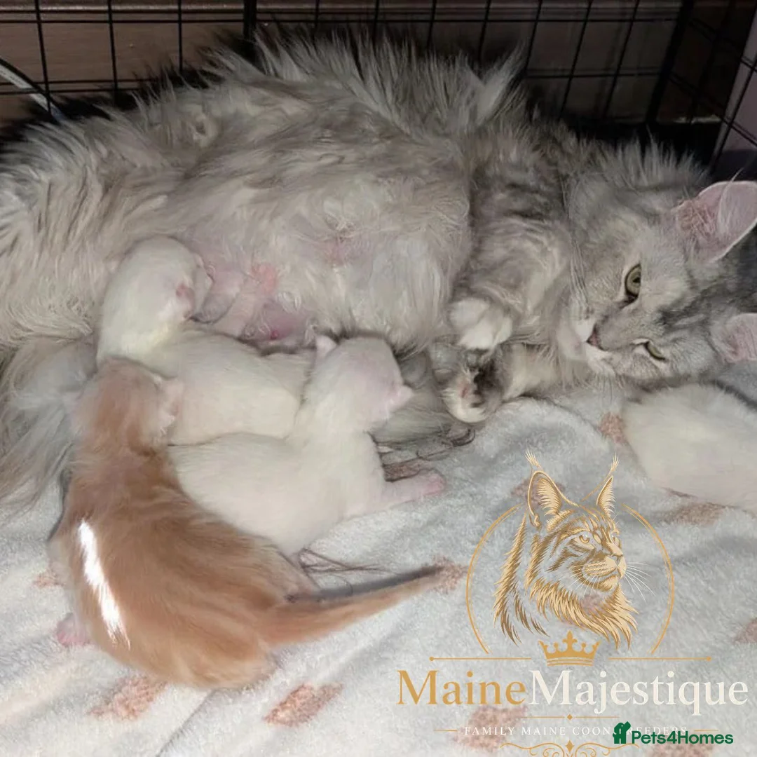 Maine Coon cats for sale: TICA registered Maine Coon White Kitten Blue Eyed - Advert 2