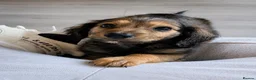 Miniature Dachshund dogs for sale: LAST ONE - Long Haired Miniature Creams  - Advert 3