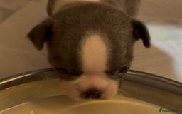 Boston Terrier dogs for sale: Boston terrier puppies  - Image 3