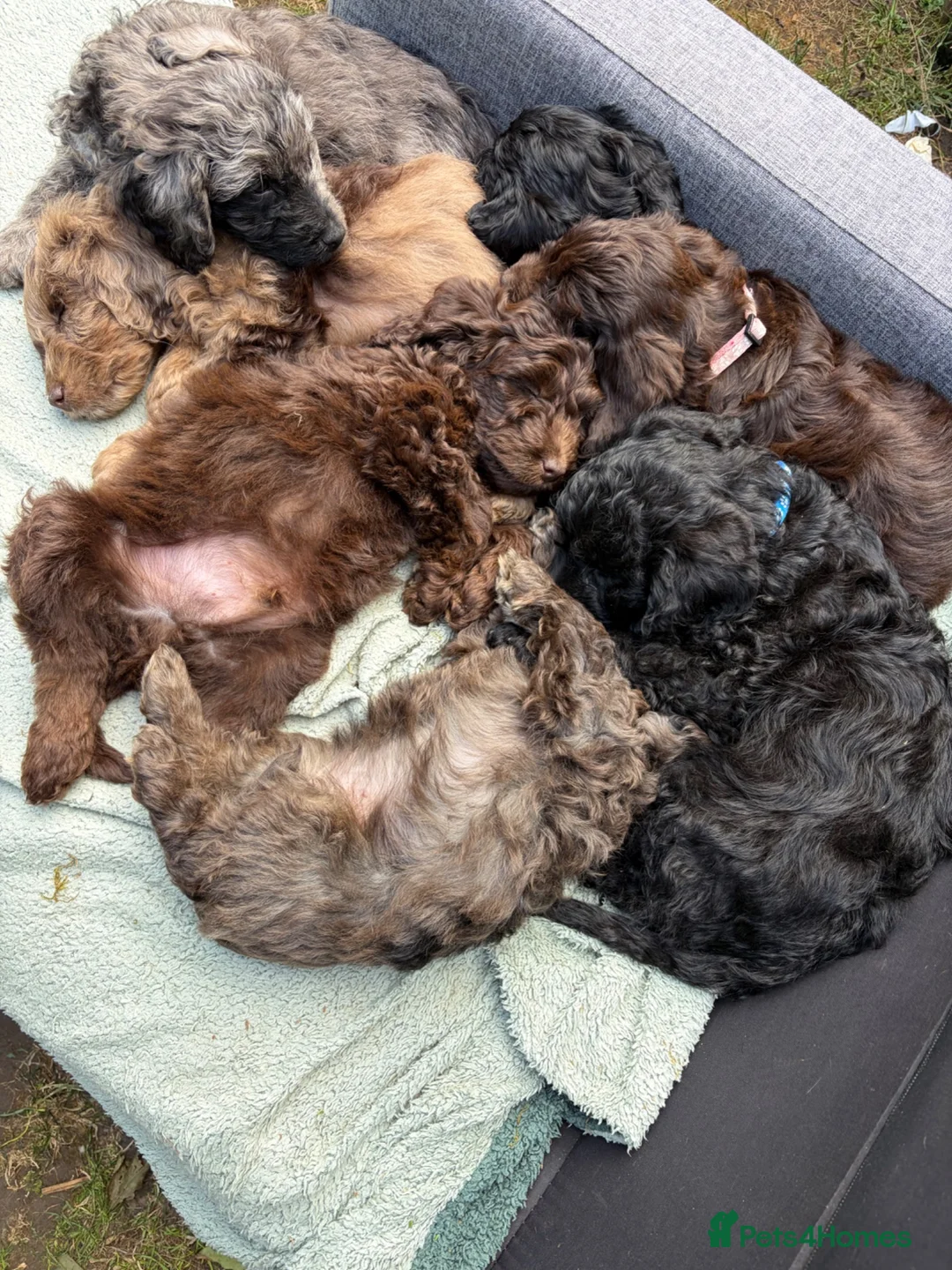 Cockapoo dogs for sale: the cutest F1 cockapoos in kent  - Advert 2